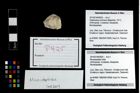 Foto (Objekt + Etikett) von Mundopsidae indet.  (NHMW-GEO-2014-0194-0925)